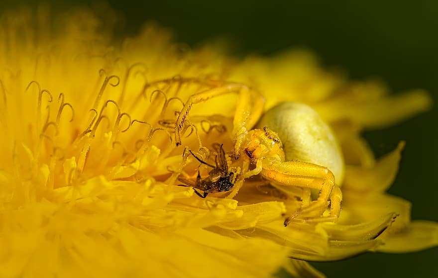 Spider, Arthropod, Goldenrod Crab Spider, Entomology, Species, Misumena Vatia, Arachnid, close-up, yellow, macro, insect