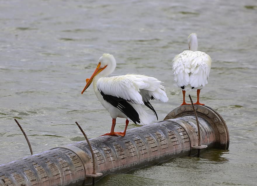 pelikánok, Mitchell Lake, tó, vízimadarak, vadvilág, madárinfluenza, san antonio, csőr, madártoll, vadon élő állatok, víz