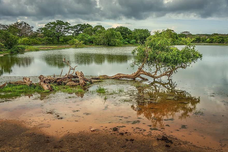 Lake, Trees, Yala National Park, Forest, National Park, Overcast, Clouds, Wilderness, Water, Nature, Landscape