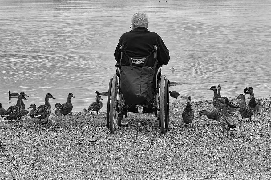 homme, fauteuil roulant, canards, Lac, eau, alimentation