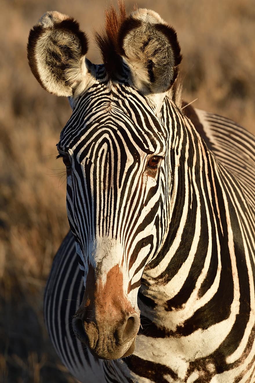 grevy'nin zebrası, zebra, hayvan, at, Equus Grevyi, memeli, yaban hayatı, doğa, safari, lewa, Kenya