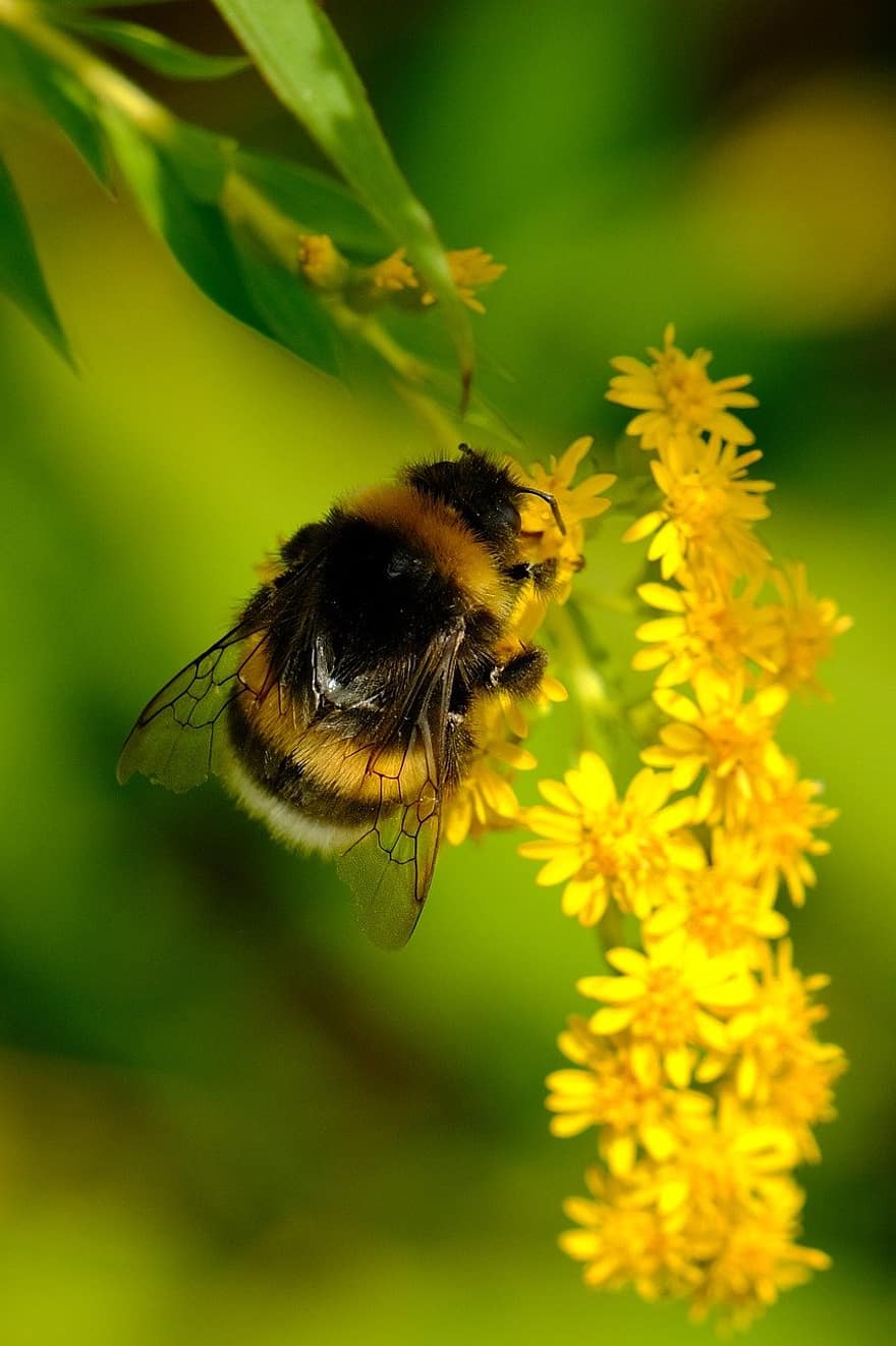 albină, insectă, poleniza