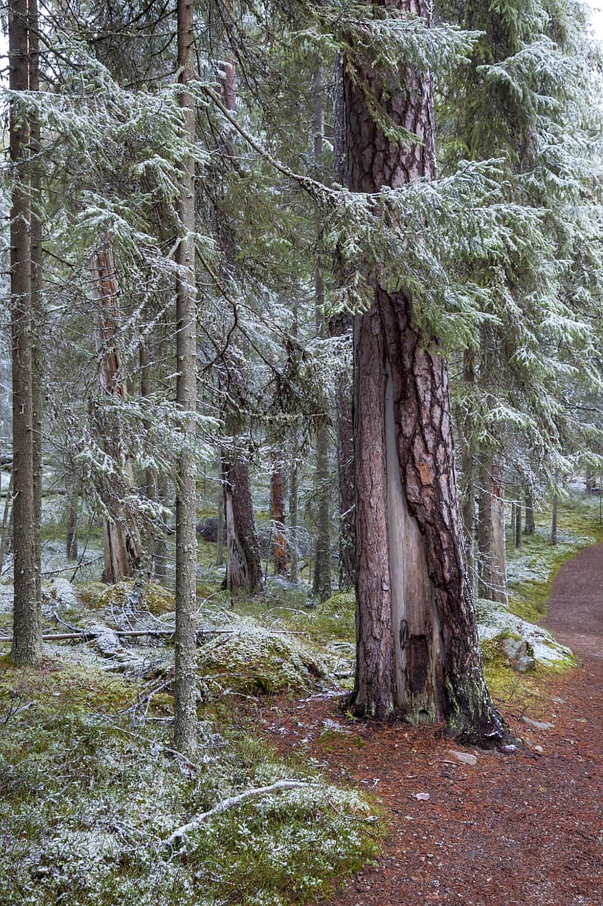skog, furu, forræder, Koro, den første snøen, frost, sti, natur, sju