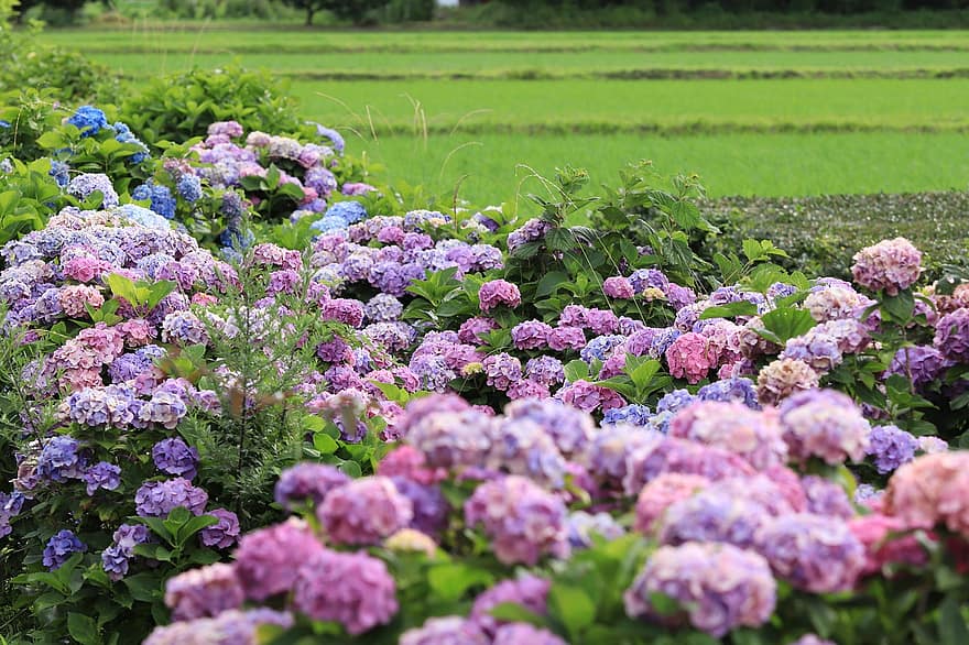ไฮเดรนเยีย, ดอกไม้, สวน, กลีบดอก, ดอก, เบ่งบาน, พฤกษา, พืช, พืชไม้ดอกขนาดใหญ่, ปลูก, ฤดูร้อน