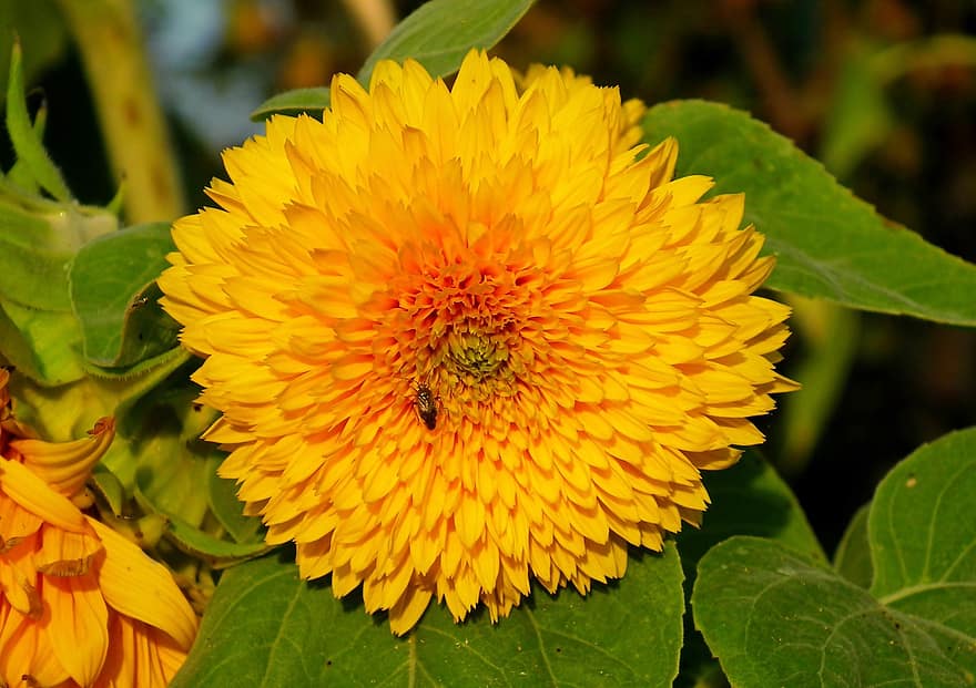 floarea-soarelui, galben, insectă, floare, floare galbenă, galben petale, petale, a inflori, inflori, floră, natură