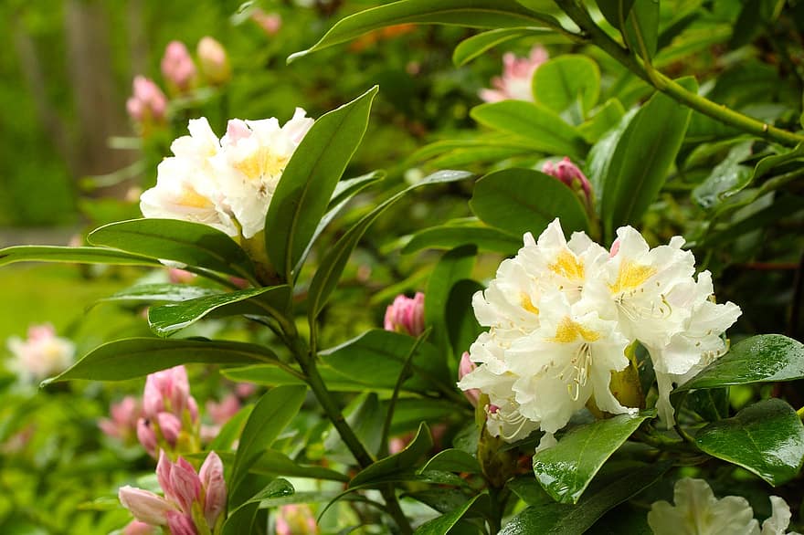 rhododendron, blomster, blader, busk, blad, anlegg, nærbilde, blomst, sommer, blomsterhodet, petal