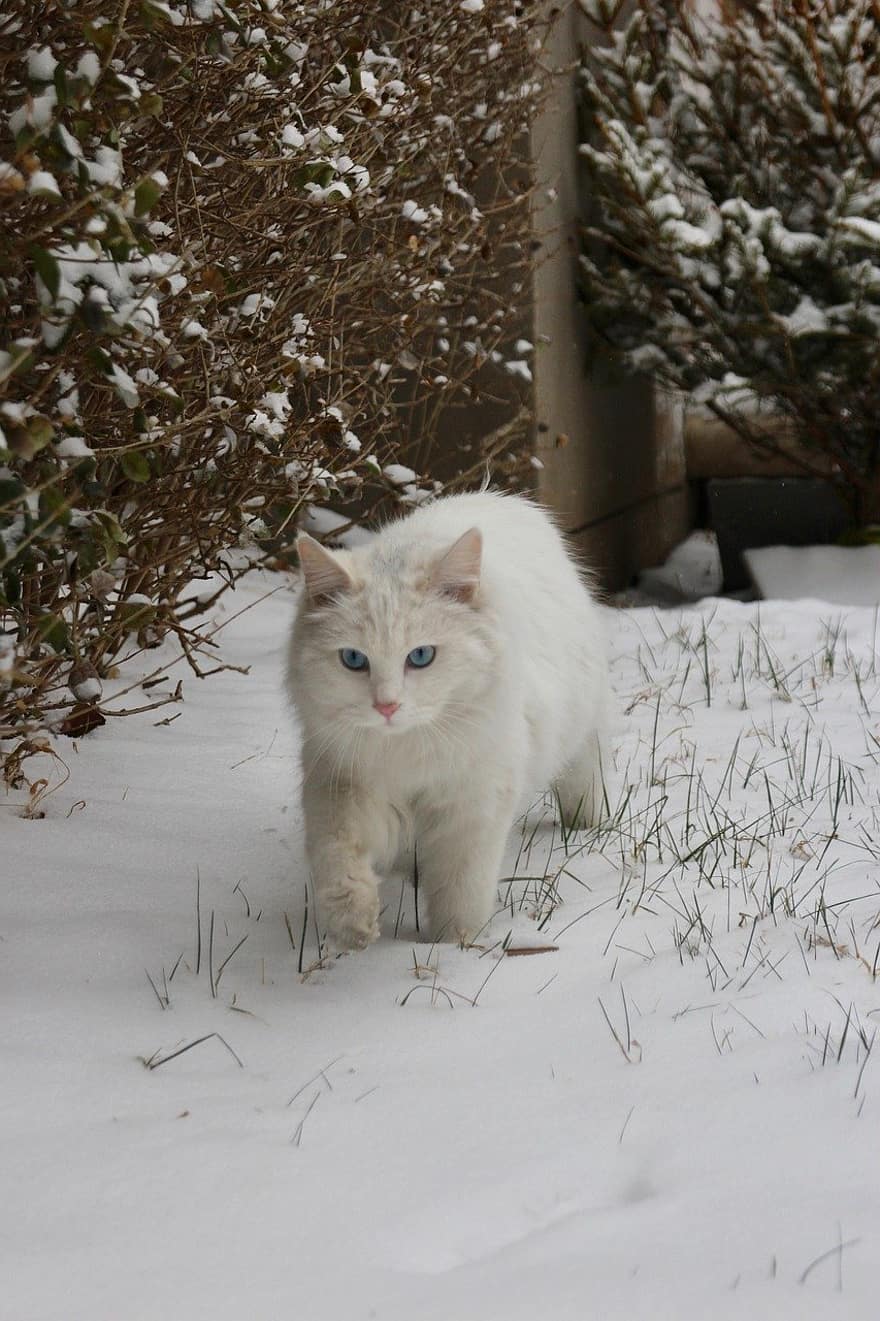 katt, snö, bakgård, utomhus, gående, kattdjur, husdjur, söt, tamkatt, kattunge, päls