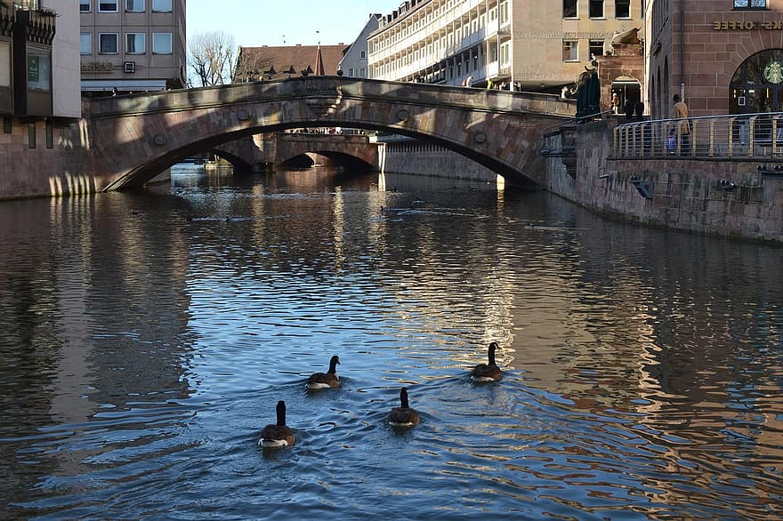 canards, rivière, pont, immeubles, pegnitz, ville, des oiseaux, animaux, Nuremberg, eau, réflexion