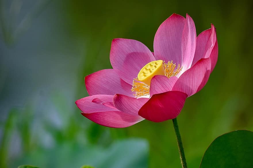 lotus, blomst, lyserød blomst, Lotus blomst, flor, blomstre, kronblade, pink kronblade, flora, vandplante, natur