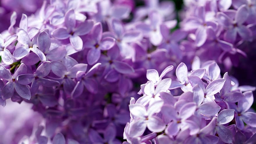 Lilacs, Purple, Flowers, Petals, Blossom, Bloom, Garden, Spring, Plants, Nature, Flowering Plants