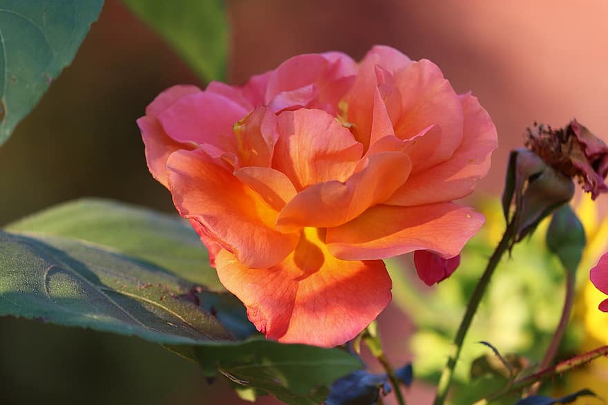 rosa, rosa arancione, fiore, fiore d'arancio, petali, fioritura, fiorire, pianta fiorita, pianta ornamentale, pianta, flora