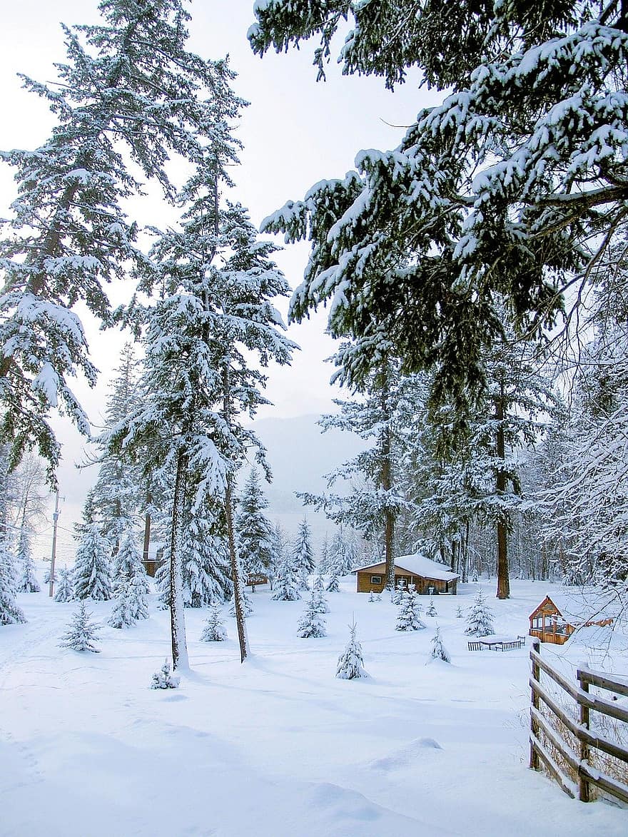 inverno, neve, arvores, casa, panorama, natureza, Nevado, frio, ao ar livre, floresta, árvore