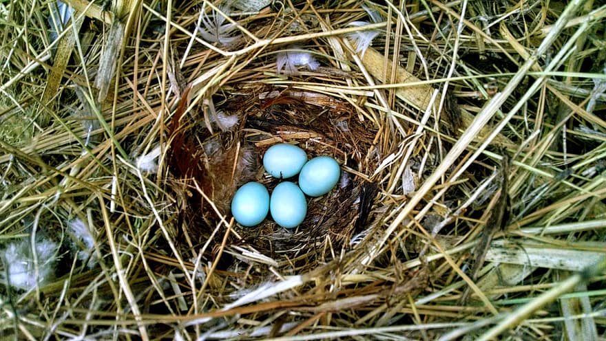 αυγά, φωλιά, robins, άνοιξη, σανός, ζωική φωλιά, φωλιά πουλιού, γρασίδι, αυγό των ζώων, γκρο πλαν, μπλε