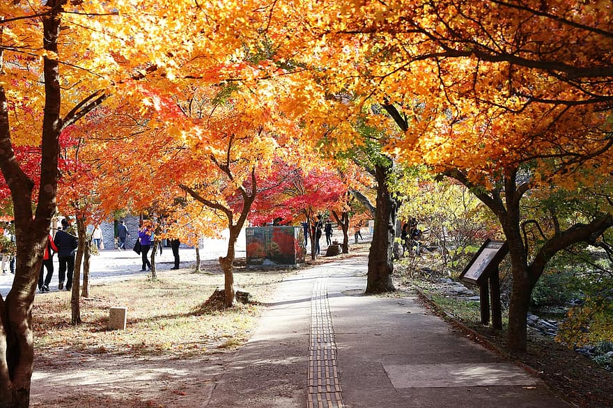 listy, javor, podzim, strom, list, sezóna, les, žlutá, říjen, vícebarevné, pěšina