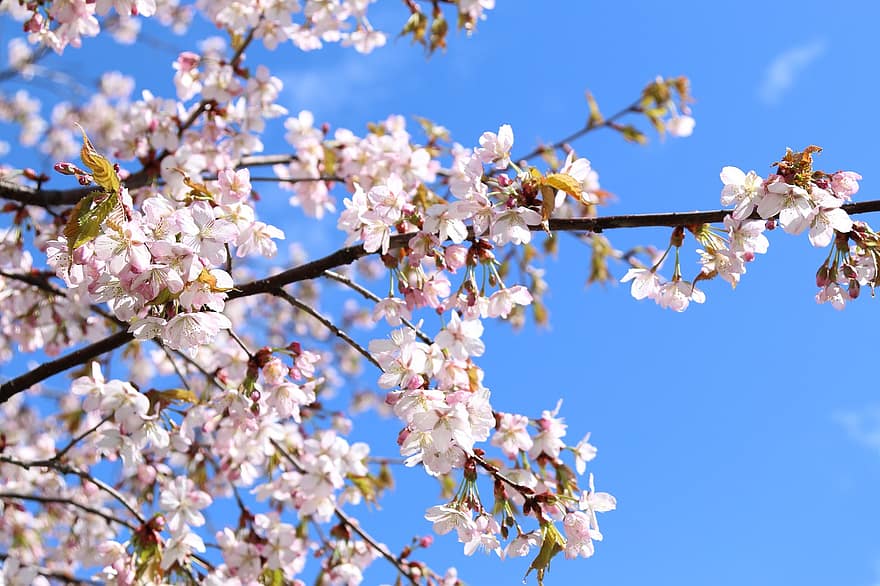 puu, kukat, sakura, oksat, kirsikka, kirsikankukkia
