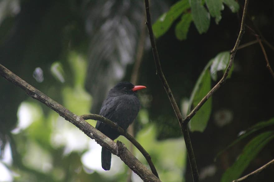 Nunbird de frente negra, pájaro, animal, fauna silvestre, plumaje, rama, posado, naturaleza, pico, animales en la naturaleza, pluma