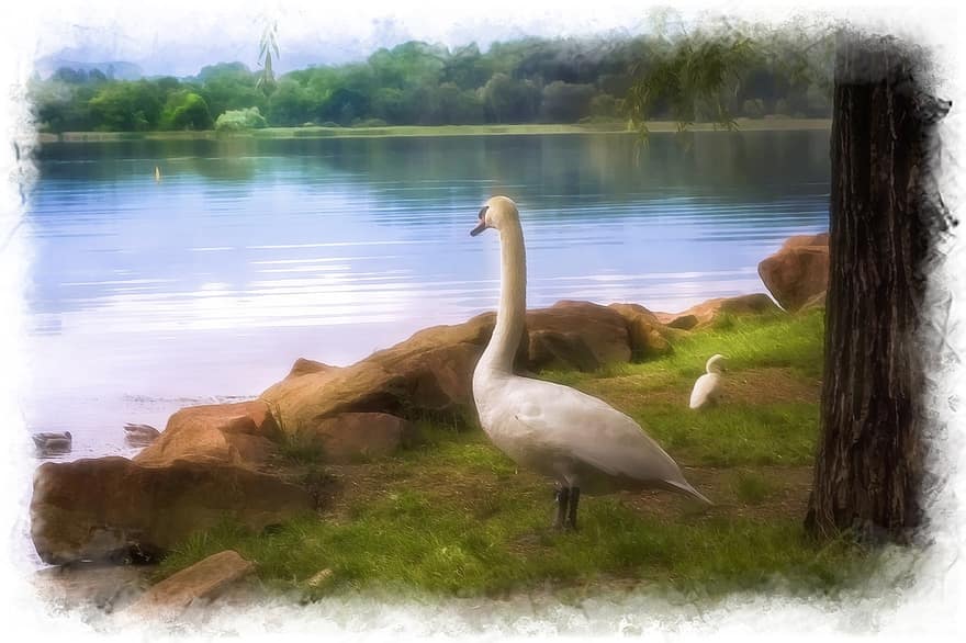 cisne, Cisne Branco, pássaro, pássaros aquáticos, lago, beira do lago, panorama, pintura, arte digital