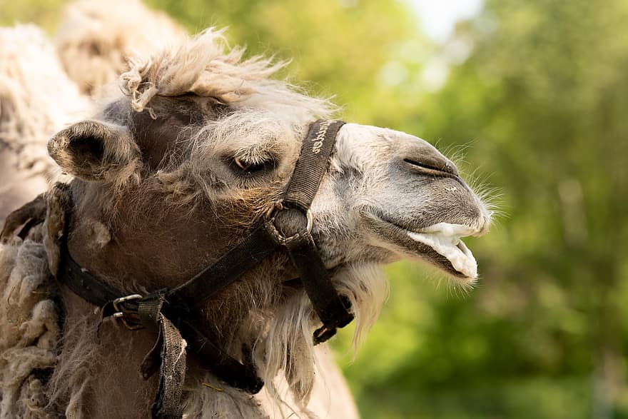 Bactrische kameel, kameel, dier, zoogdier, bult, neus-, gras, moker, halster, vacht, hoofd