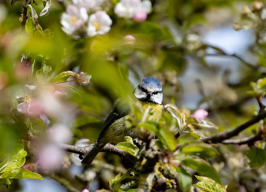 flor de poma, ocell, tit blau, bec, posat, tit, plomes, plomatge, aviària, ornitologia