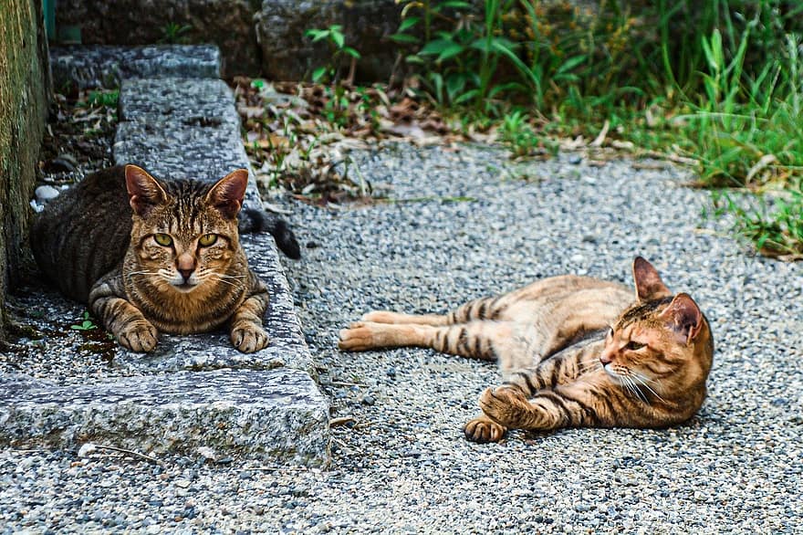 macskák, hátsó udvar, pihentető