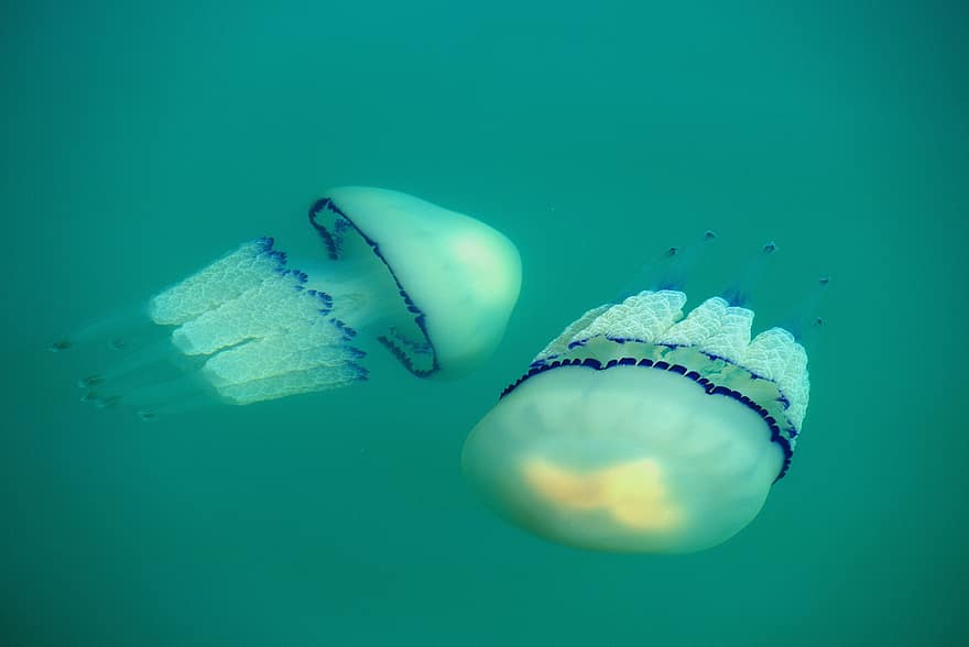 jellyfishes, tentakler, dyr, under vann, sjø gelé, Cnidaria, Sjølivet, sjøliv, havliv, akvatiske dyr, dyreliv