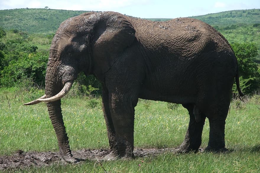 الفيل ، سفاري ، جنوب أفريقيا ، الشثني حيوان