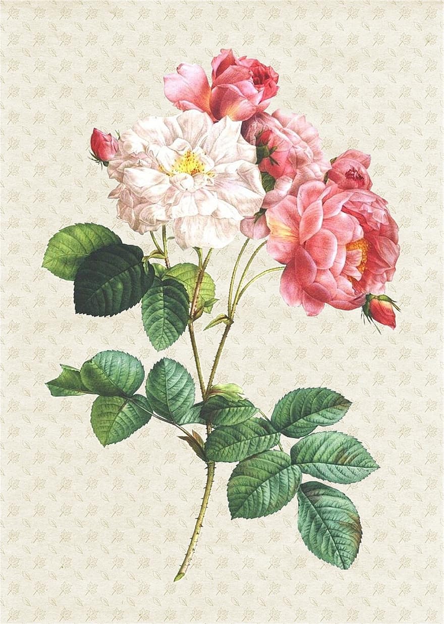 Роза, бумага, коллаж, марочный, цветок, цветочный, античный, ботанический, романтик, природа, лист