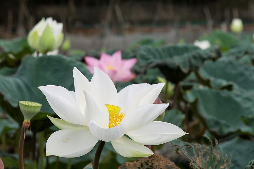 fehér lótusz, English Lotus, fehér, zöld, buddhizmus, nyári, virág