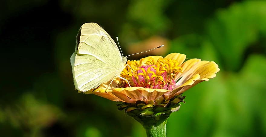 sommerfugl, insekt, blomst, Zinnia, natur, vinger, bielinek
