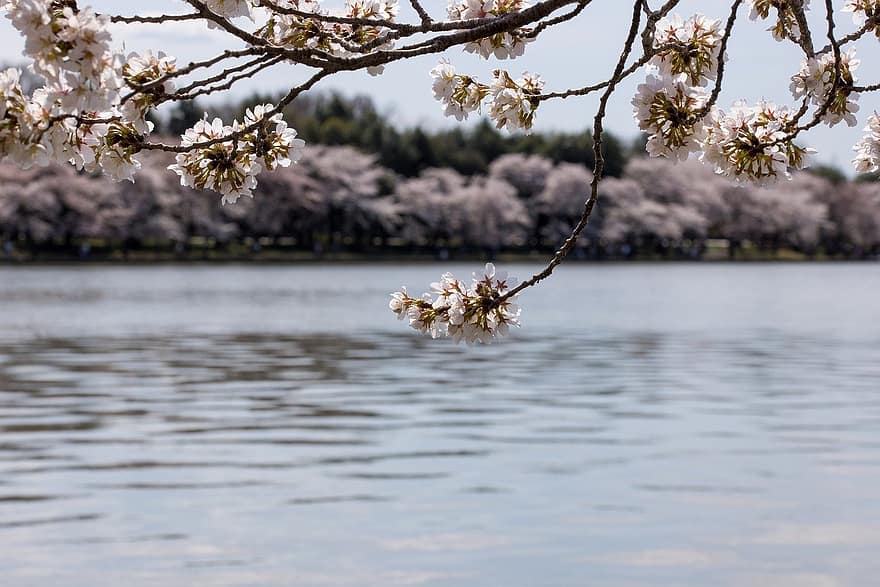 Sakura, Cherry Blossoms, Spring, Water, Cherry Tree, Flowers, Pink Flowers, Bloom, Blossom, Branch, Tree