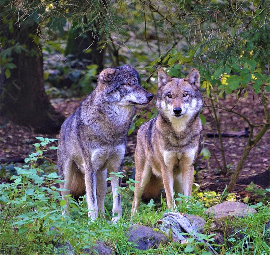 ulver, hjørnetenner, dyr, dyr i naturen, skog, pels, hund, ser, canine, søt, ulv