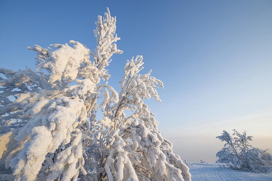 vinter, natur, sæson, udendørs, sne, frost, træ, birk, Skov, blå, landskab