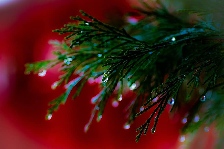 Pine, Pine Needles, Dew, Dewdrops, Droplets, Tree, Conifer, Nature