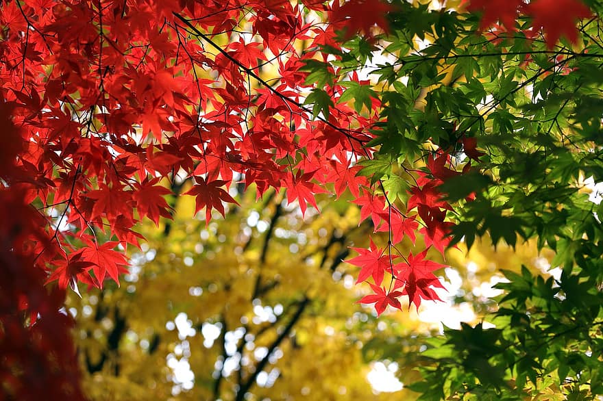 musim gugur, pohon maple, Daun-daun, jatuh, musim, alam, di luar rumah, daun, pohon, kuning, hutan
