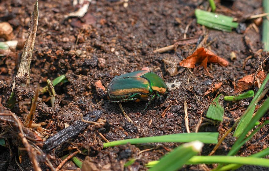 grøn june beetle, bille, insekt, juni bug, jord, natur