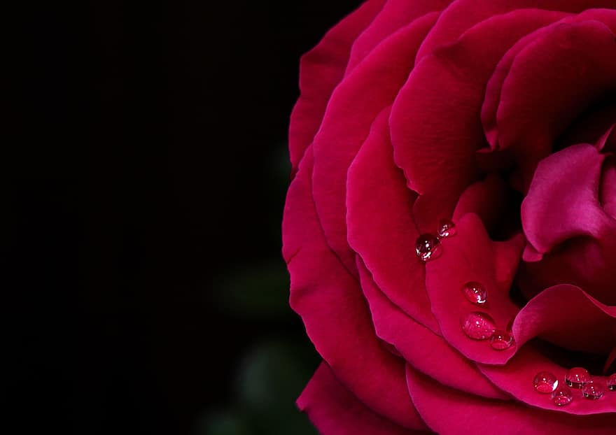 rose, blomst, dråper, knopp, petals, roser, kjærlighet, rosa, skjønnhet, natur, roman