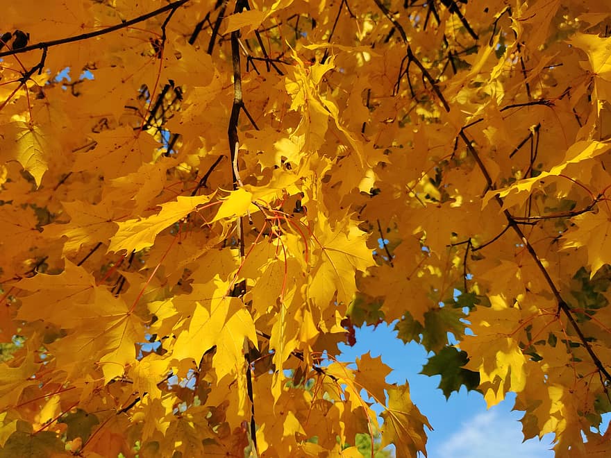 mùa thu, lá, tán lá, lá mùa thu, tán lá mùa thu, rơi lá, lá rụng, Lá cây, màu vàng, Mùa, cây