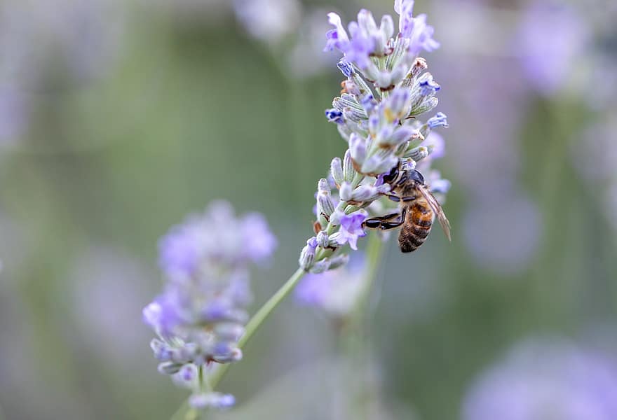 bite, lavandas, savoie, zieds, kukaiņi, dārzs, raksturs, violets