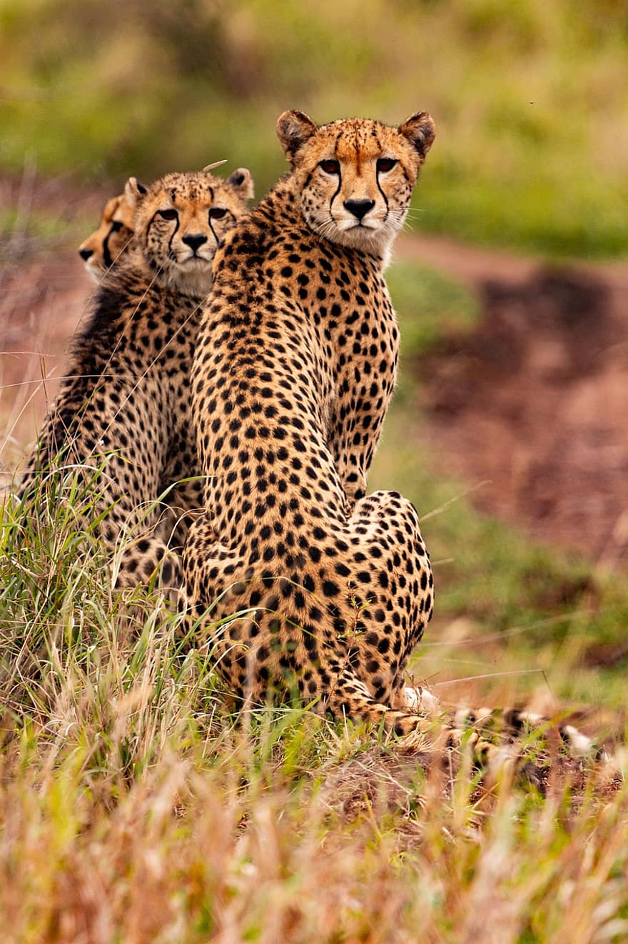 guepardos, animales, safari, Guepardos sudafricanos, mamíferos, grandes felinos, animales salvajes, depredador, fauna silvestre, fauna, desierto