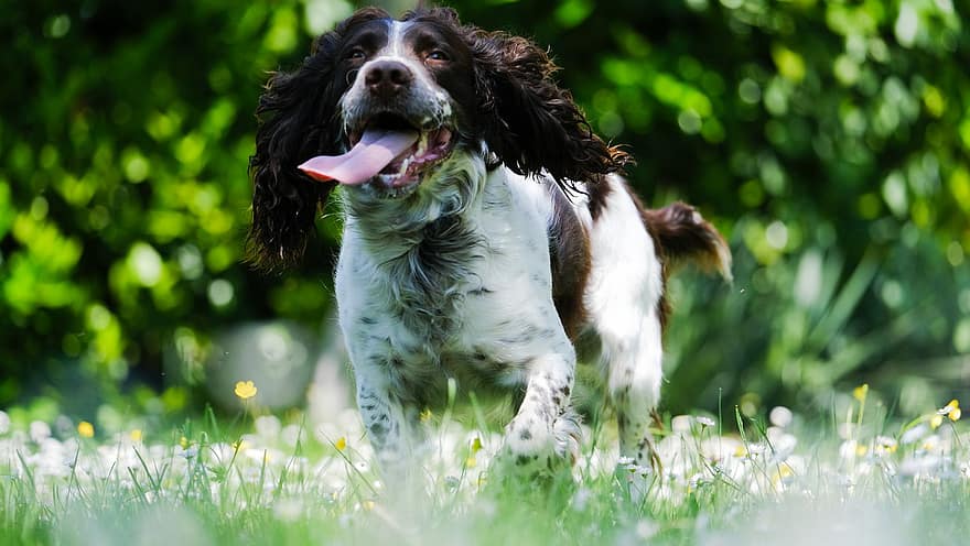 Dog, Spaniel, Breed, Canine, Pet, Animal, Mammal, Outdoors, Lawn, Nature, pets