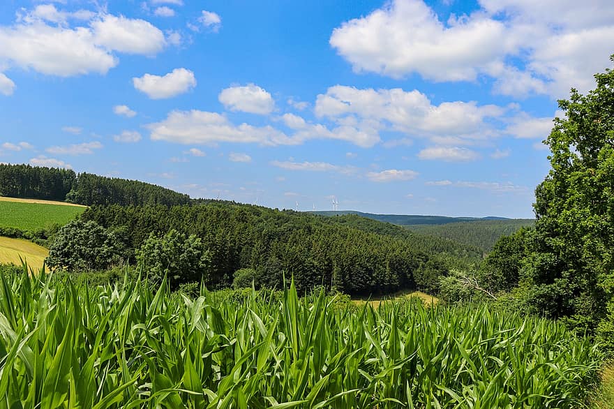 кукурудза, кукурудзяне поле, сільській місцевості, природи, Німеччина