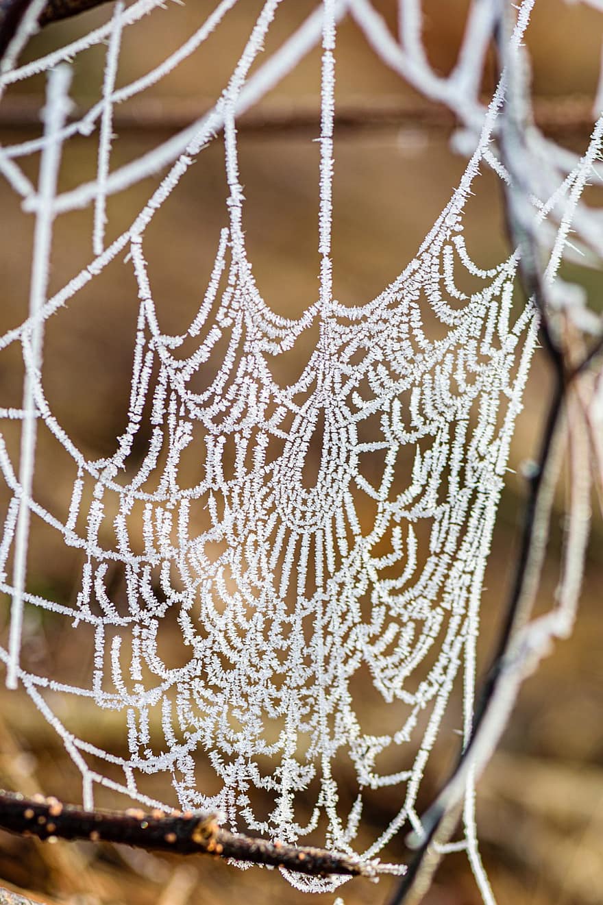 Spinnennetz, Netz, Frost, Eis, gefroren, Raureif, kalt, Winter, Natur