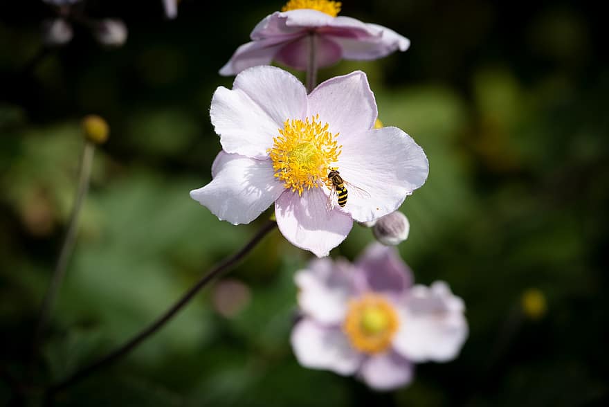 anemon, çiçek, yaban arısı, böcek, Çiçek açmak, süs bitkisi, bitki, doğa, Bahçe