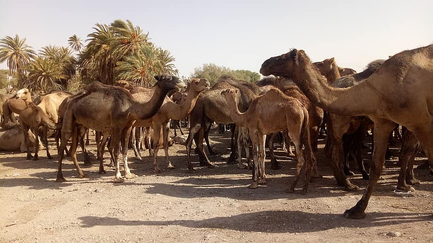 kupranugariai, gyvūnams, dykuma, žinduolių, Actlandher kupranugaris, smėlis, kupranugarių safari, Saharos dykuma, Maroko, Afrika