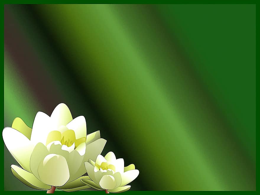 Waterlelie, bloem, achtergrond, lotus, fabriek, bloesem, bloemen, bloeien, tuin-, wit, plantkunde