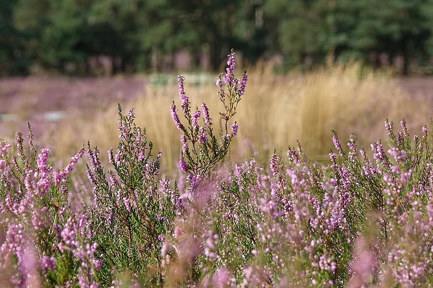 padang rumput heather, bunga-bunga merah muda, bunga heather, ungu, musim panas, menanam, bunga, merapatkan, padang rumput, mekar, warna hijau