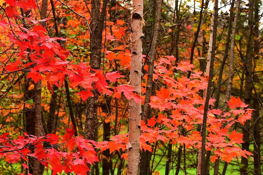 ліс, осінь, природи, сезон, падіння, на відкритому повітрі, ліси, лист, дерево, жовтий, різнокольорові