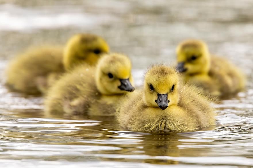 นก, ห่าน, goslings, หนุ่มสาว, ทารก, hatchlings, น้ำ, แม่น้ำ, การว่ายน้ำ, ธรรมชาติ, ห่านแคนาดา