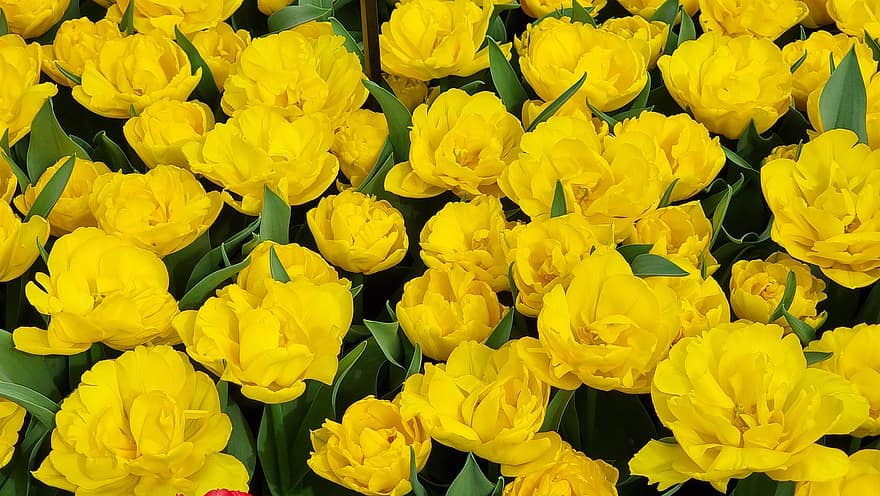 tulipán, sárga tulipánok, keukenhof, sárga virágok, virágok, természet, hagymás növények, tavaszi, botanikuskert, lisse