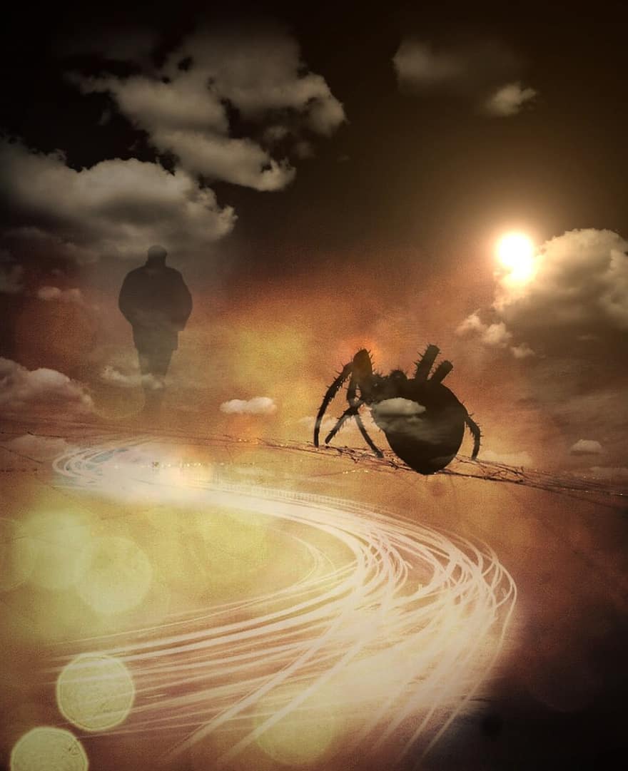 le web, araignée, homme, ombre, brouillard, des nuages, Soleil, lumière, une façon, arachnide, insecte